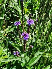 Verbena hastata