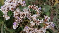 Limonium vulgare