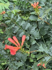 Campsis radicans