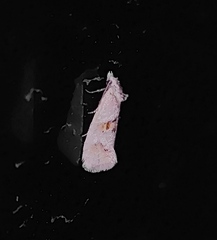 Cochylimorpha alternana