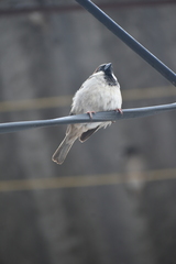 Passer domesticus