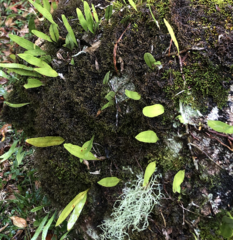 Polypodiaceae