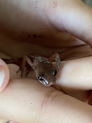 Ensatina eschscholtzii