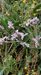 Limonium vulgare
