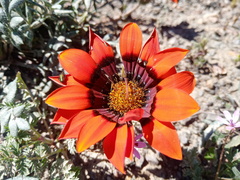 Gazania