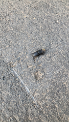 Dorcus parallelipipedus