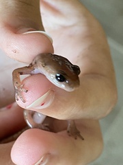 Ensatina eschscholtzii