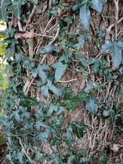 Hedera helix
