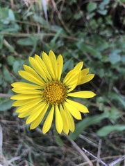 Grindelia integrifolia