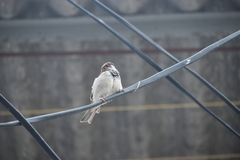 Passer domesticus