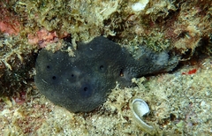 Ircinia oros