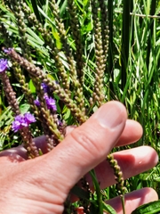 Verbena hastata