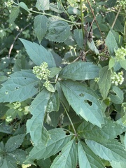 Hydrangea paniculata