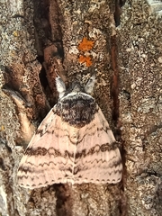 Catocala relicta