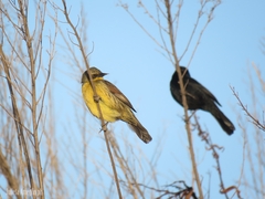Agelasticus cyanopus