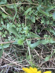 Grindelia integrifolia
