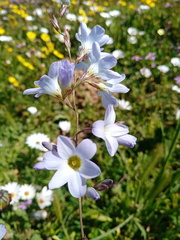 Ixia rapunculoides