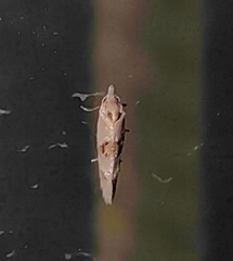 Cochylimorpha alternana
