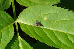 Brachycera