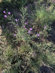 Dieteria canescens
