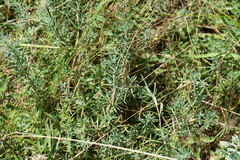 Galium xeroticum