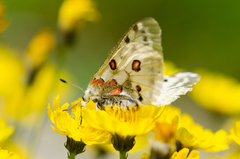 Parnassius apollo