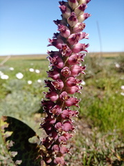 Lachenalia