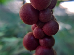 Disholcaspis globosa