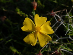 Fumana arabica