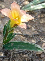 Romulea pilosa