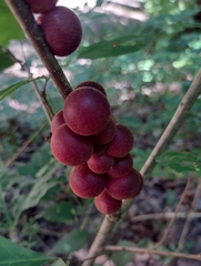 Disholcaspis globosa