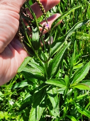Verbena hastata