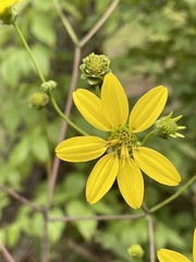 Silphium