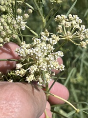 Asclepias