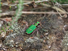 Cicindela campestris