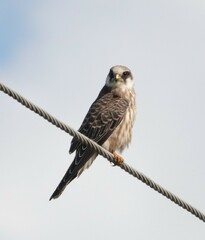 Falco vespertinus