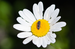 Acmaeoderella flavofasciata flavofasciata
