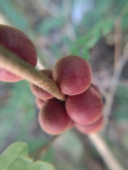 Disholcaspis globosa