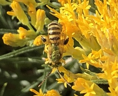 Agapostemon texanus