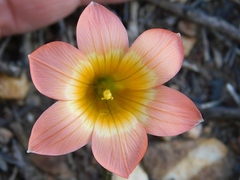 Romulea pilosa