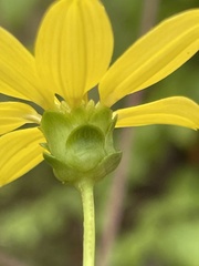 Silphium