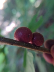 Disholcaspis globosa