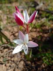 Hesperantha cucullata
