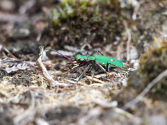 Cicindela campestris