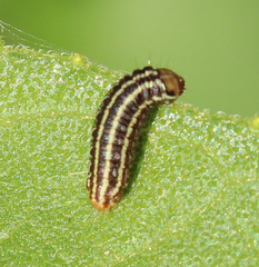 Homoeosoma electella