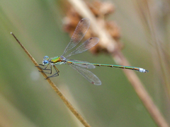 Lestes virens vestalis