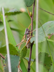 Metrioptera brachyptera