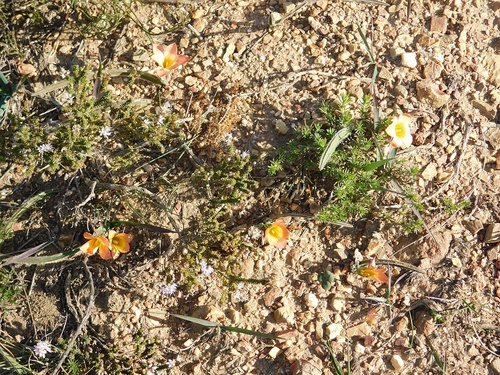 Romulea pilosa
