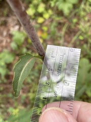 Silphium