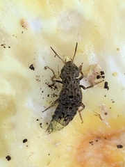 Ontholestes cingulatus